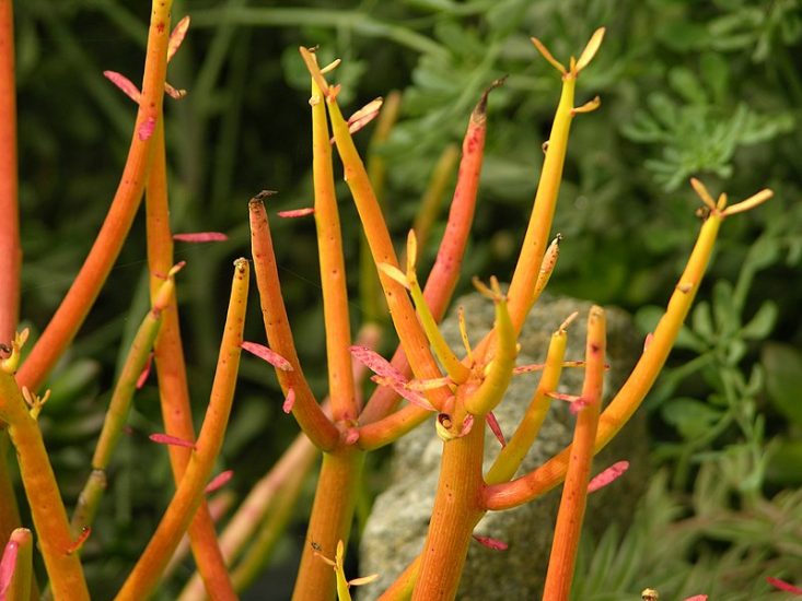 Closeup of fire sticks plant