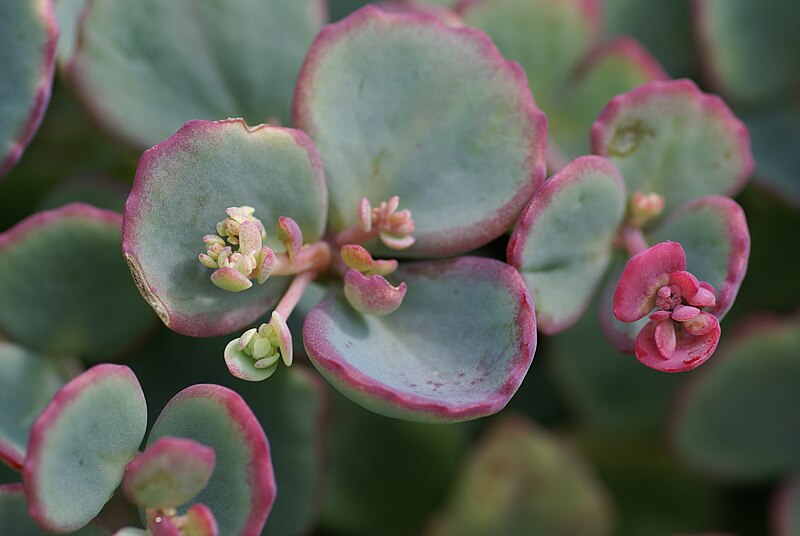 Close-up of october daphne stonecrop plant