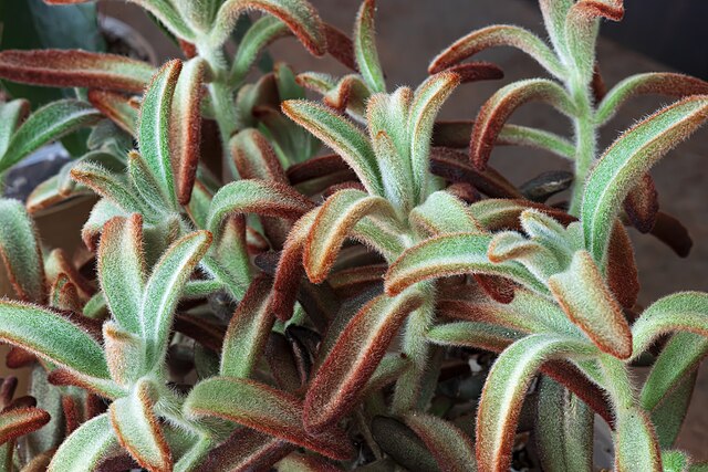 Panda plant leafs growing