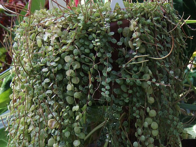 String of turtles plant