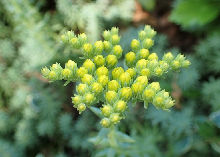 Close-up of blue spruce stonecrop plant