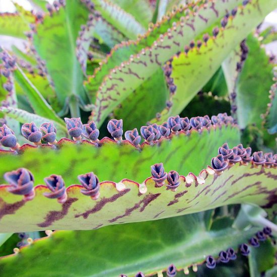 Close-up of mother of thousands plant