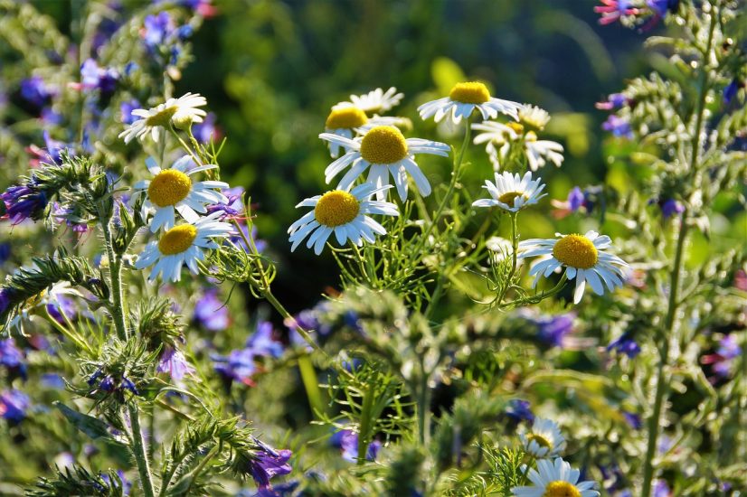 Chamomile flowers growing outside