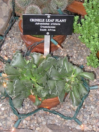 Crinkle leaf plant in a pot