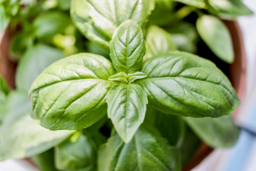 Close-up of basil plant leaves