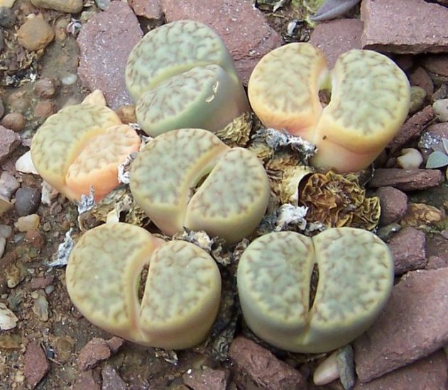Close-up of a handful of living stones plants growing in a rockbed