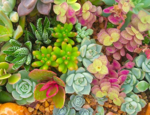 A mix of succulent plants from an overview perspective.