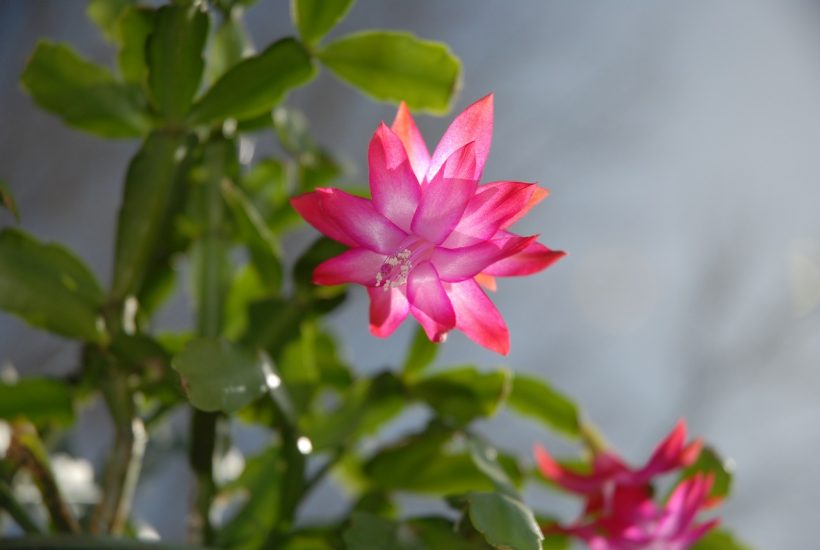 Close-up of pink flower growing from christmas cactus