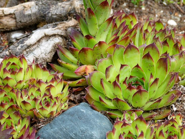Hens and chicks succulents growing outside
