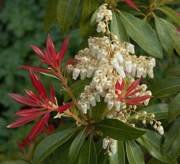 Japanese Pieris flowers growing outside