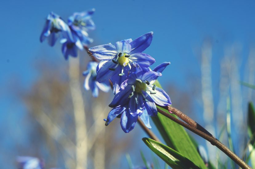 Close-up of blue siberian squill flower
