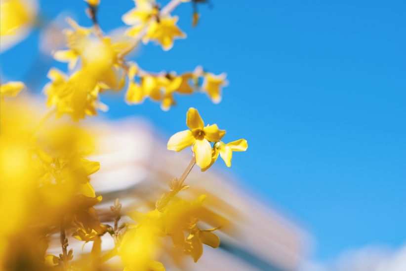 Forsythia flowers growing outside