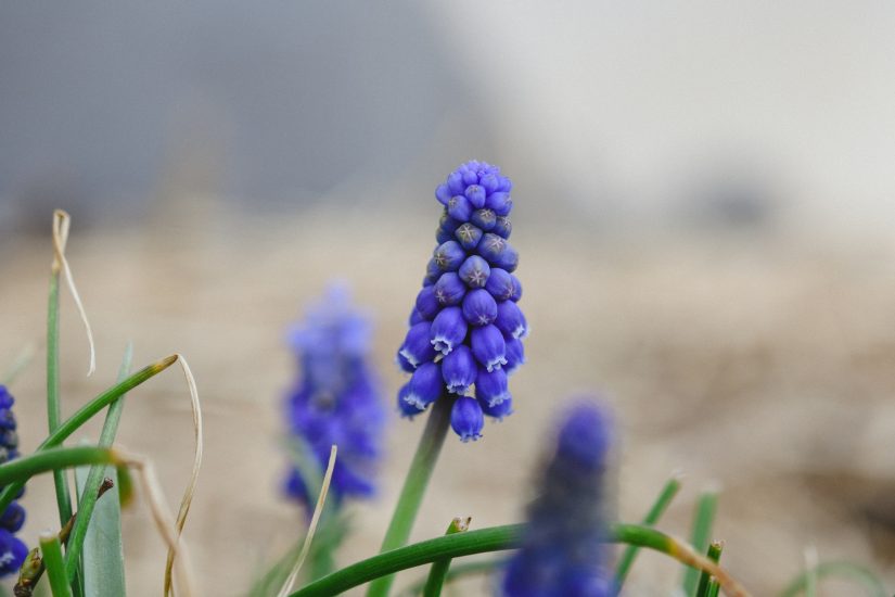Close-up of grape hyacinth flowers growing outside