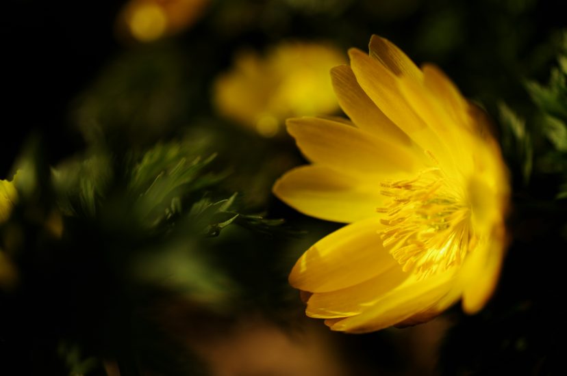 Close-up of yellow adonis flower.