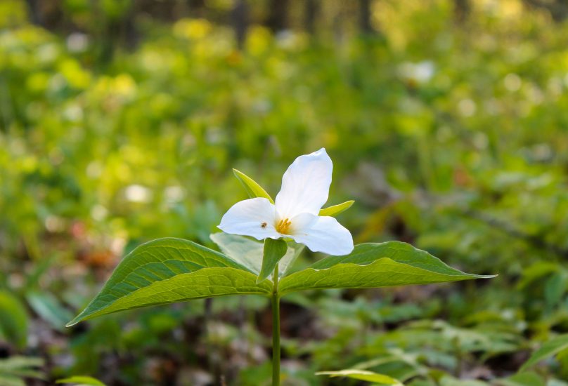 White trillium flower growing outside