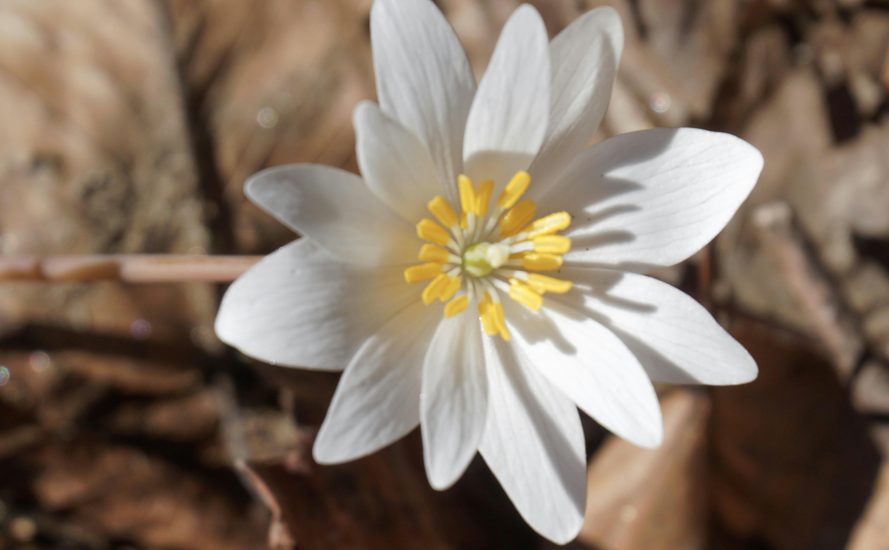 Close-up of white bloodroot flower