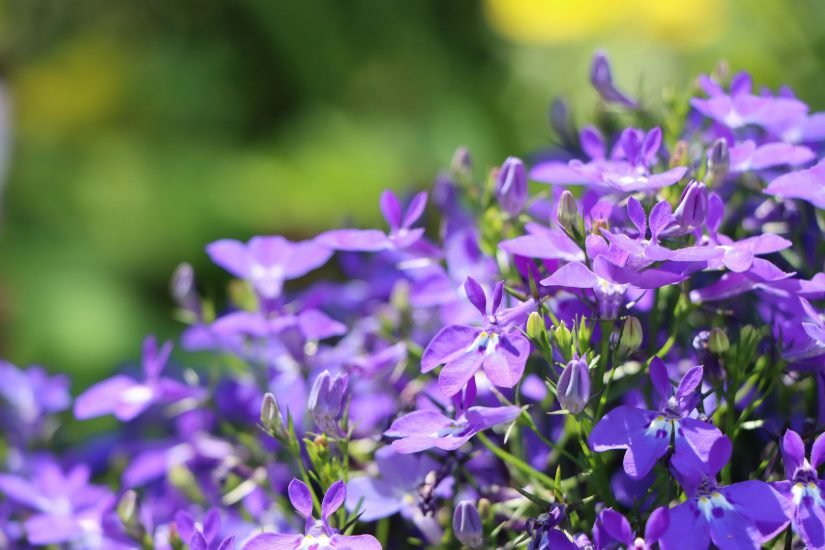 Purple lobelia flowers growing outside