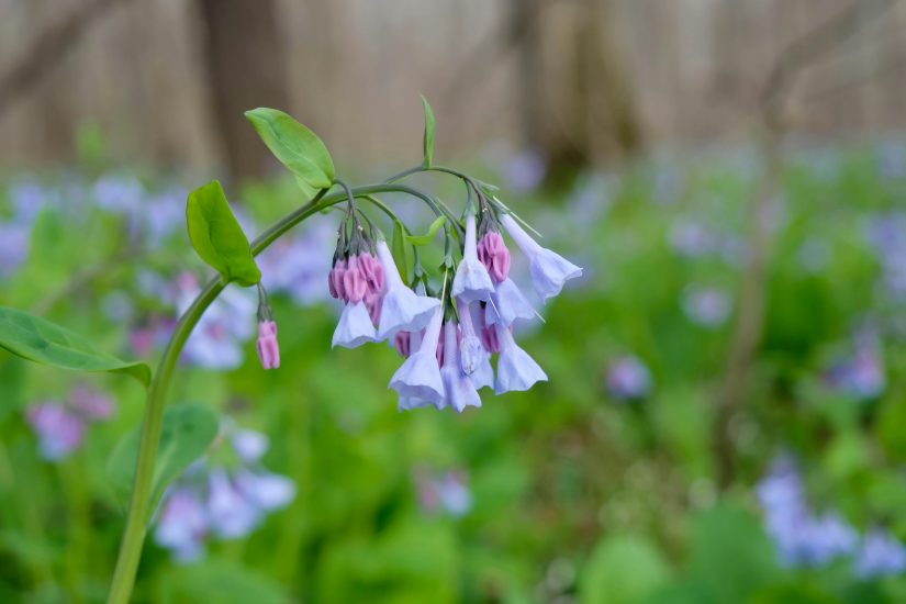 Light blue Virginia bluebells growing outside