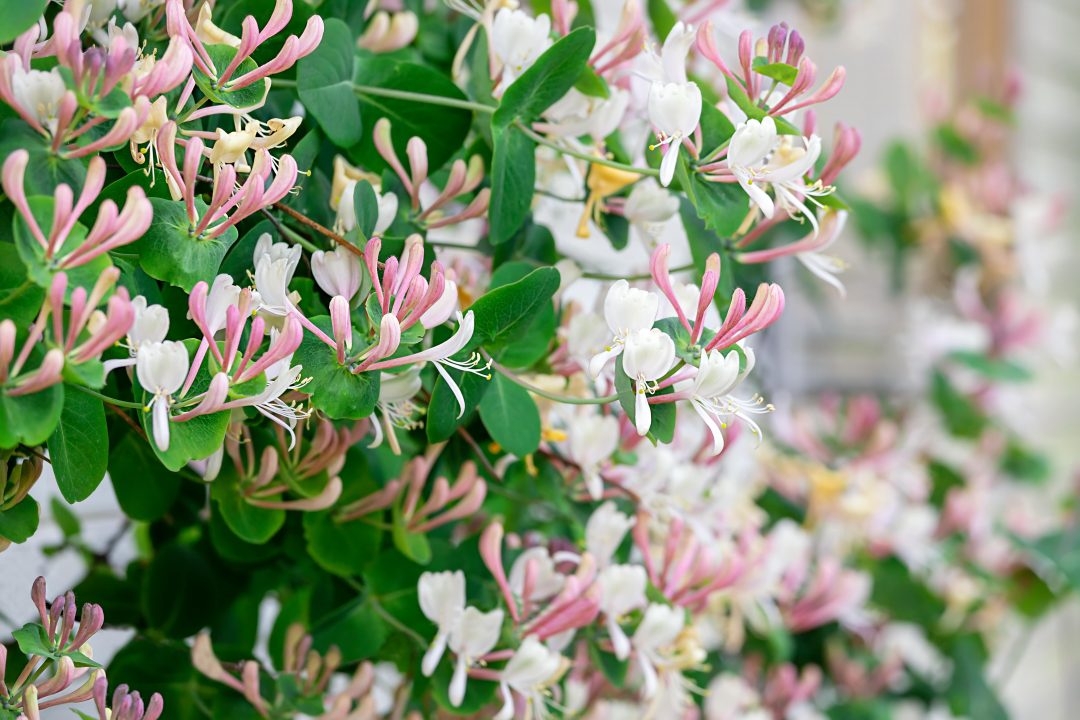 Bush of white and pink honeysuckle flowers growing outside.