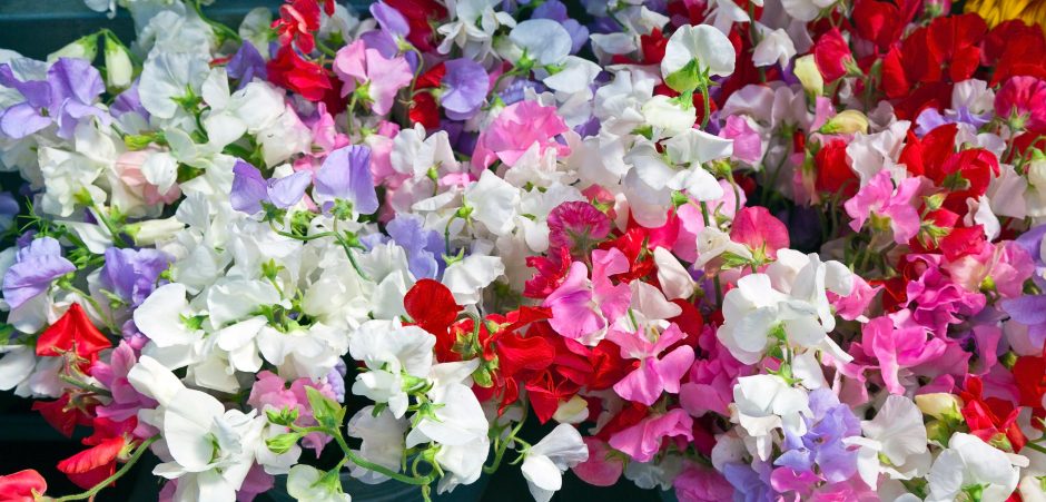 A field of sweet pea flowers in shades of white, pink and red.