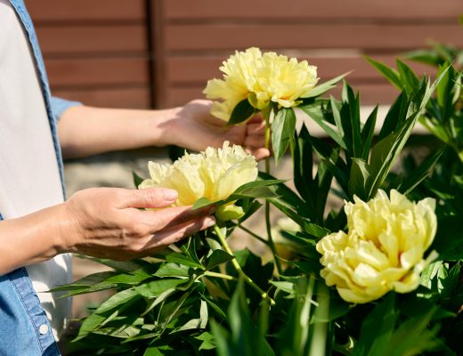 Gardener inspecting yellow peony bush