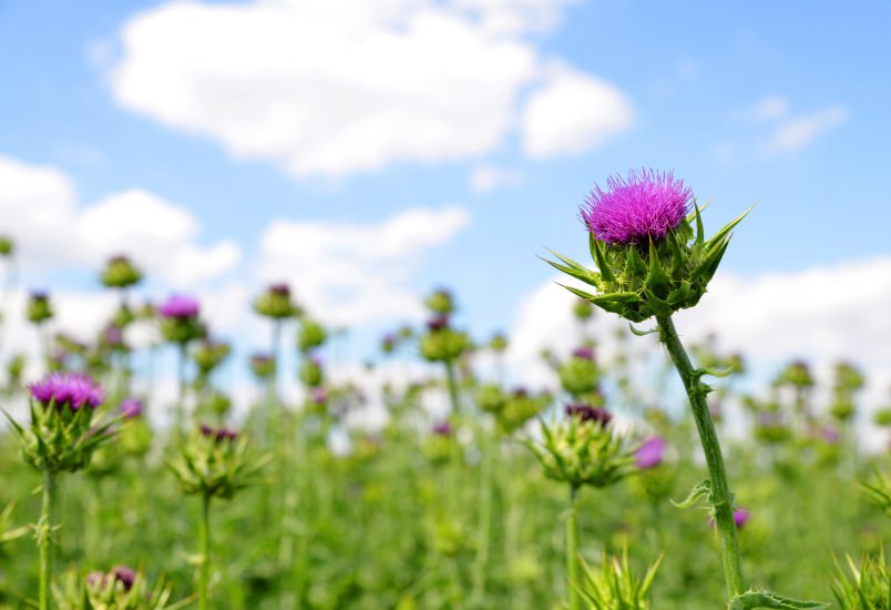 Close-up of a violet thistle flower growing in a field.