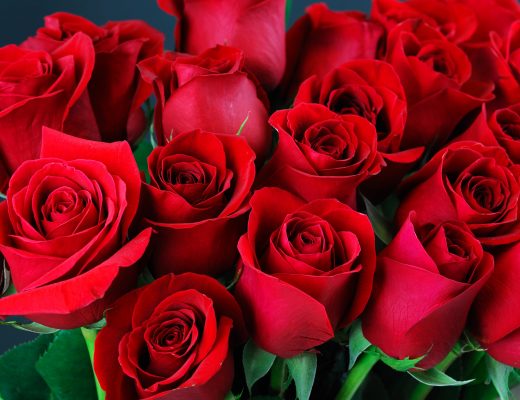 Close-up of classic red roses