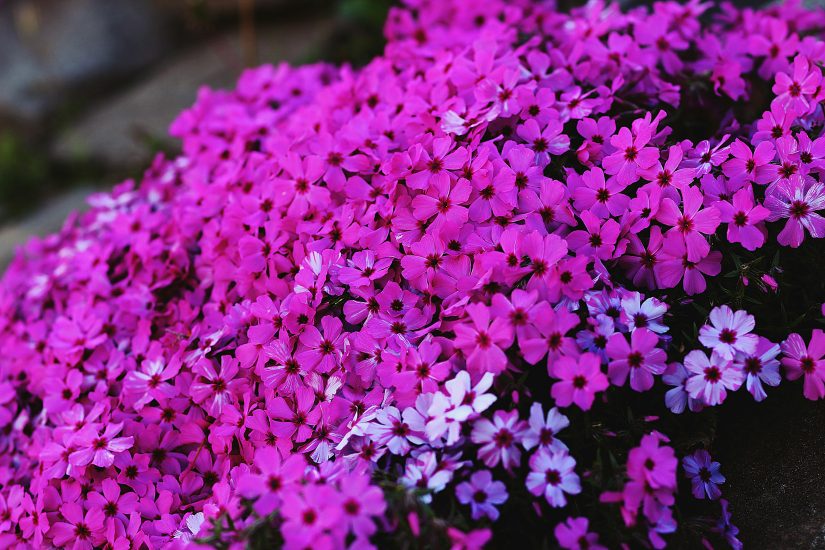 Violet creeping phlox growing outside