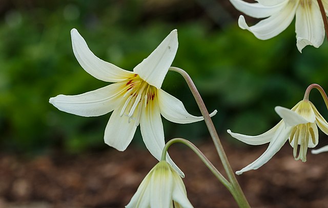 Close-up of white trout lily flowers