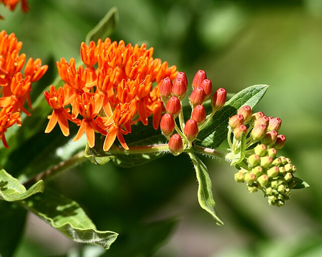Close-up of butterfly weed growing outside