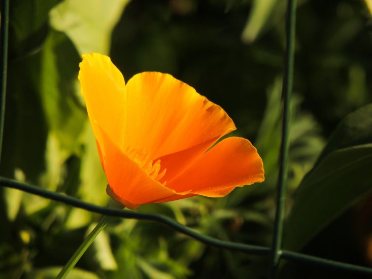 Orange California poppy growing outside