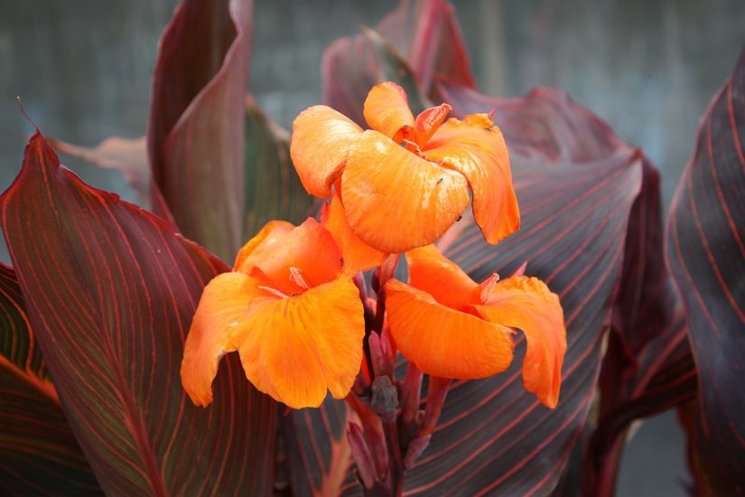 Orange canna lily growing outside
