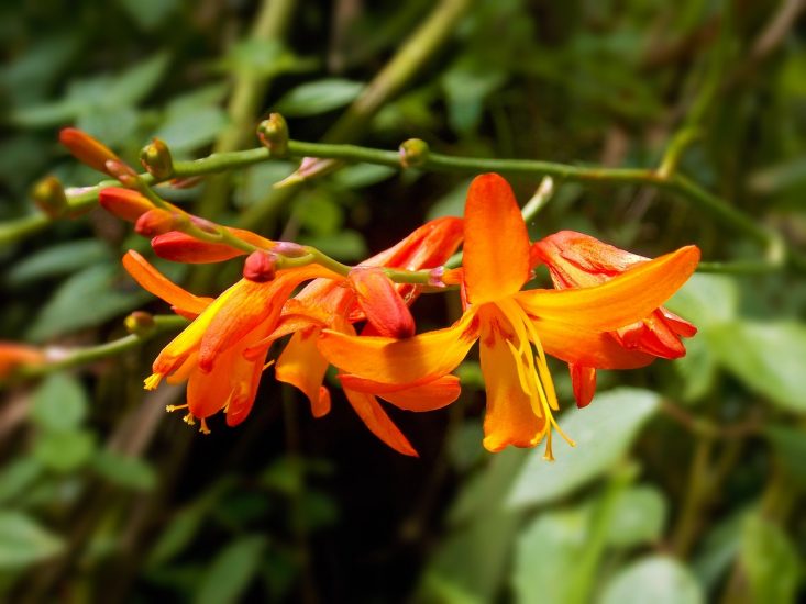 Orange montbretia flower growing outside