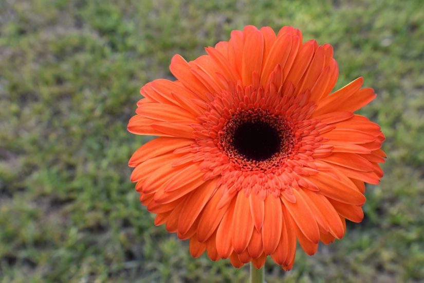 Orange gerbera daisy growing outside