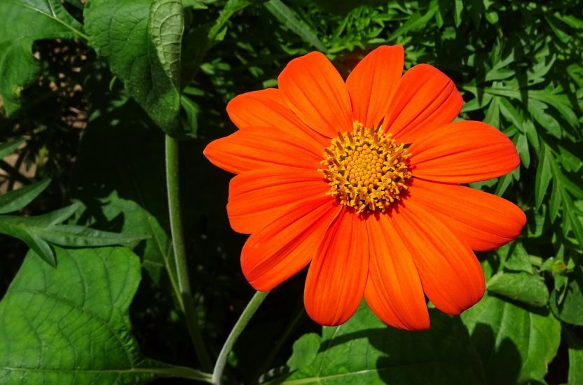 Close-up of orange Mexican sunflower