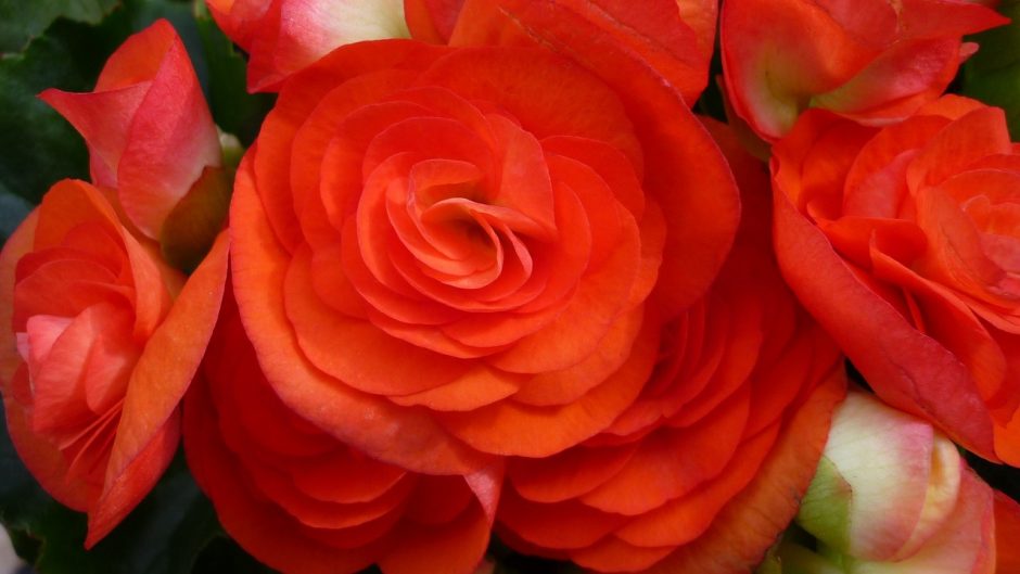 Close-up of orange begonia flowers