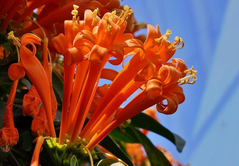 Close-up of orange trumpet vine flowers
