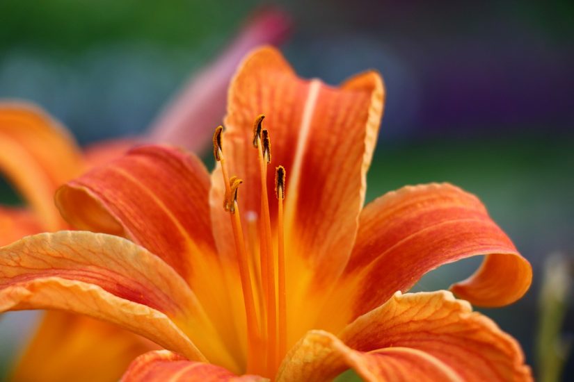 Close-up of orange daylily flower