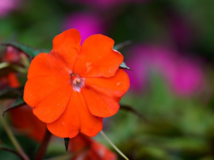 Close-up of orange impatiens flower