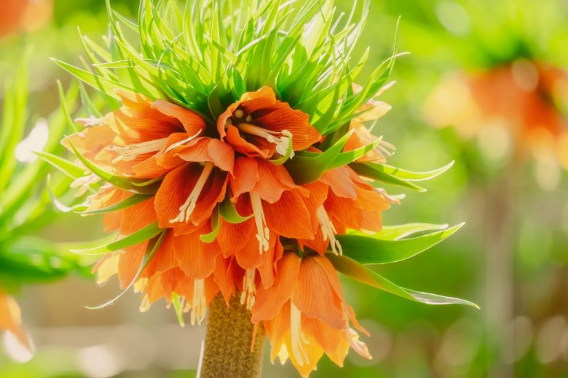 Close-up of orange imperial crown flowers