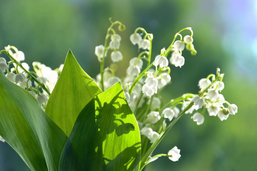 LIly of the valley flowers growing outside