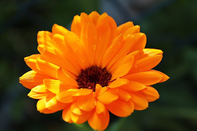 Close-up of orange calendula flower