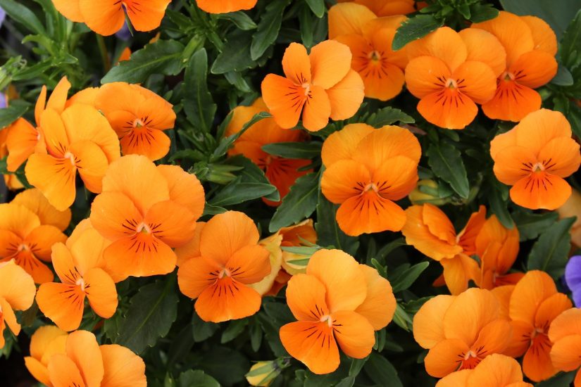 Orange nasturtium flowers growing outside