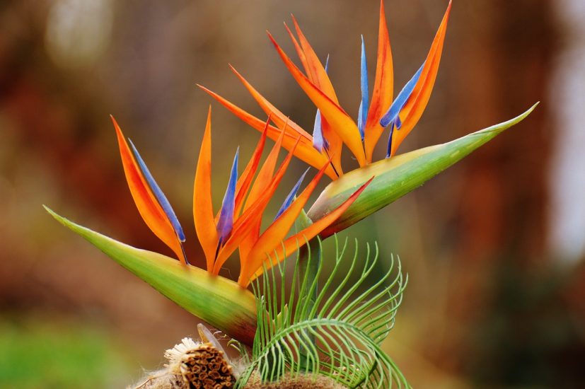Close-up of bird of paradise flower