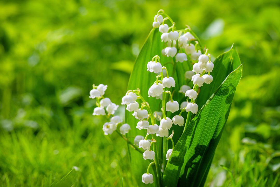 White lily of the valley flowers growing in a field