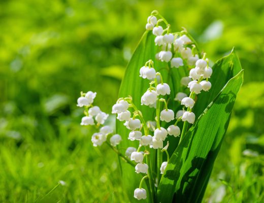 White lily of the valley flowers growing in a field