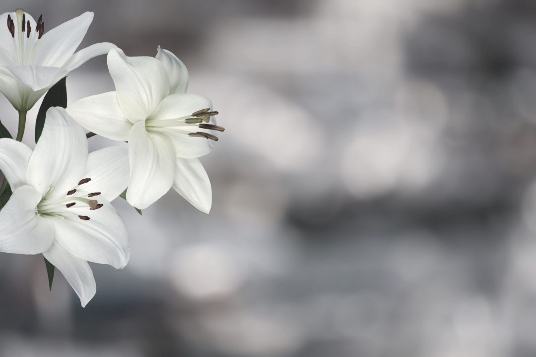 White flowers on a muted background
