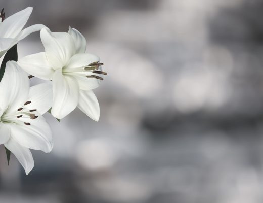 White flowers on a muted background