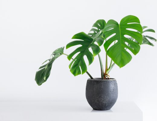 Monstera plant in a pot against a white background