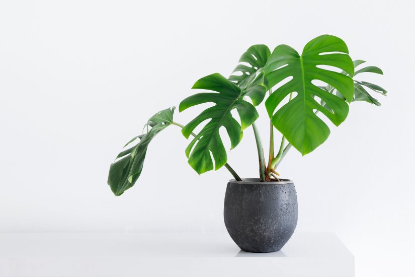 Monstera plant in a pot against a white background